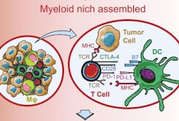 Myeloid antigen-presenting cell niches sustain antitumor T cells and license PD-1 blockade via CD28 costimulation.